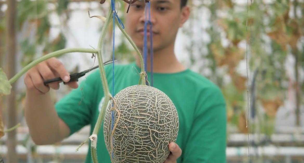 Petani memanen melon di greenhouse Smartani